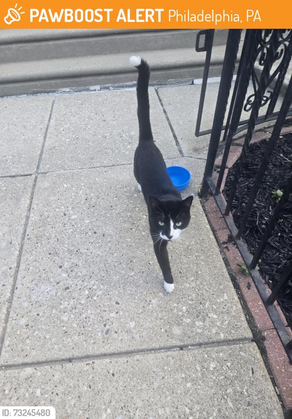 Found/Stray Male Cat last seen Rowland and Lansing Street, Philadelphia, PA 19136