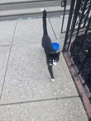 Found/Stray Male Cat last seen Rowland and Lansing Street, Philadelphia, PA 19136