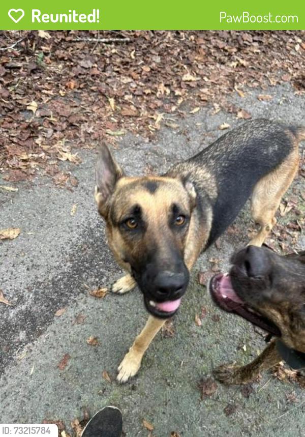 Reunited Female Dog last seen Farr Road, Tyrone, GA 30290