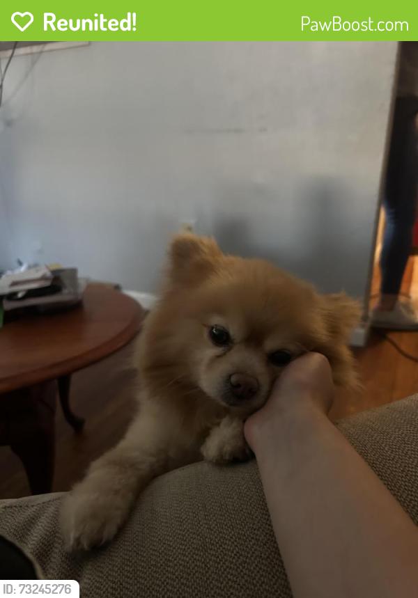 Reunited Male Dog last seen mar belo, millers, broadway, Long Branch, NJ 07740