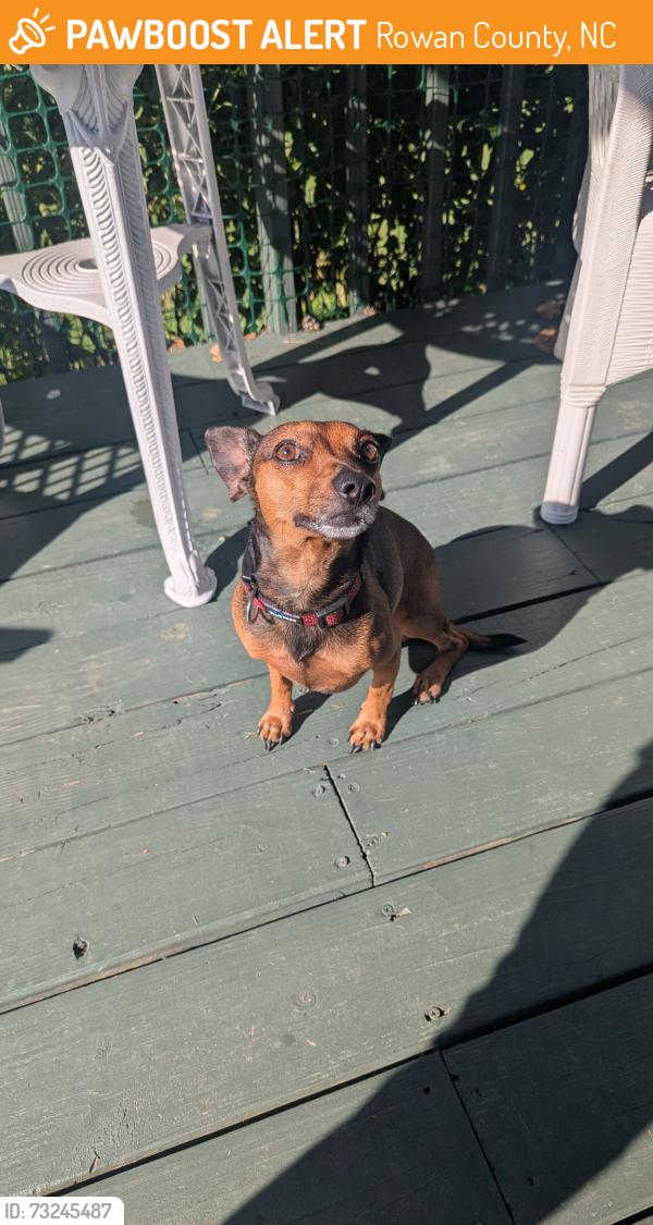 Found/Stray Male Dog last seen Newsome Rd Salisbury NC, Rowan County, NC 28146