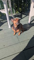Found/Stray Male Dog last seen Newsome Rd Salisbury NC, Rowan County, NC 28146