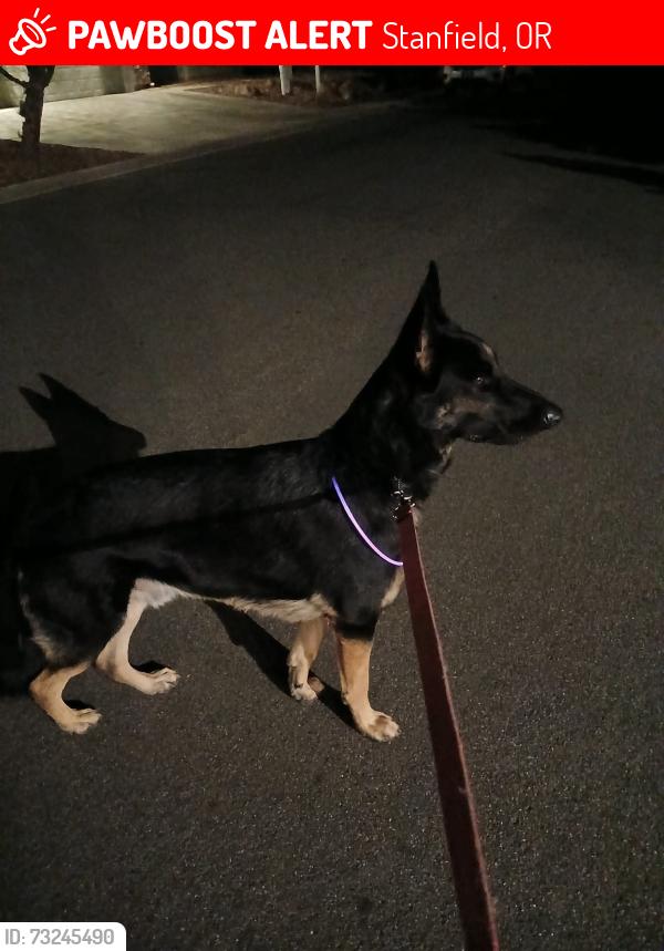 Lost Male Dog last seen I84 rest area, Stanfield, OR 97826