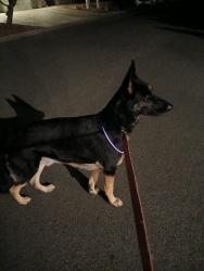 Lost Male Dog last seen I84 rest area, Stanfield, OR 97826