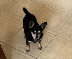 Reunited Female Dog last seen LaSalle Rd, Green Acres Subdivision, Lexington, KY 40511