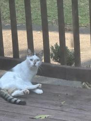 Found/Stray Male Cat last seen N Summerfield Drive and Nesbitt, Nashville, TN 37115