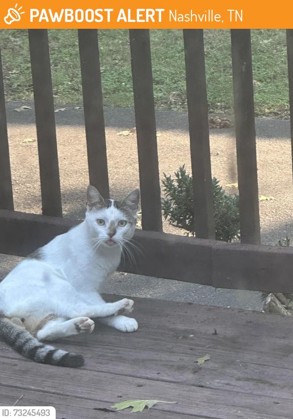 Found/Stray Male Cat last seen N Summerfield Drive and Nesbitt, Nashville, TN 37115