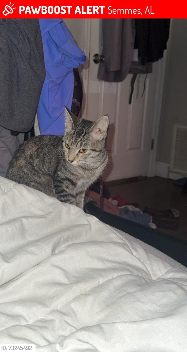 Lost Female Cat last seen Spice pond and rosemary road, Semmes, AL 36613
