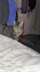 Lost Female Cat last seen Spice pond and rosemary road, Semmes, AL 36613