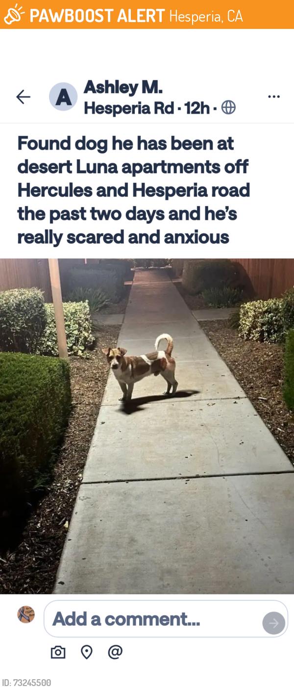 Found/Stray Male Dog last seen Hercules and Hesperia road, Hesperia, CA 92345