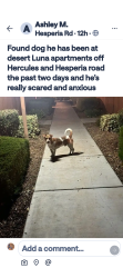 Found/Stray Male Dog last seen Hercules and Hesperia road, Hesperia, CA 92345