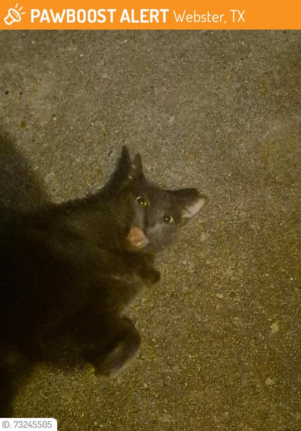 Found/Stray Unknown Cat last seen Bay area starbucks, Webster, TX 77598