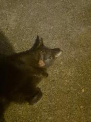 Found/Stray Unknown Cat last seen Bay area starbucks, Webster, TX 77598