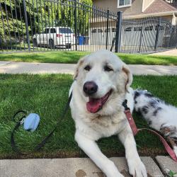Found/Stray Female Dog last seen Found at the church on 1480 East and Creek Road, Sandy, UT 84093