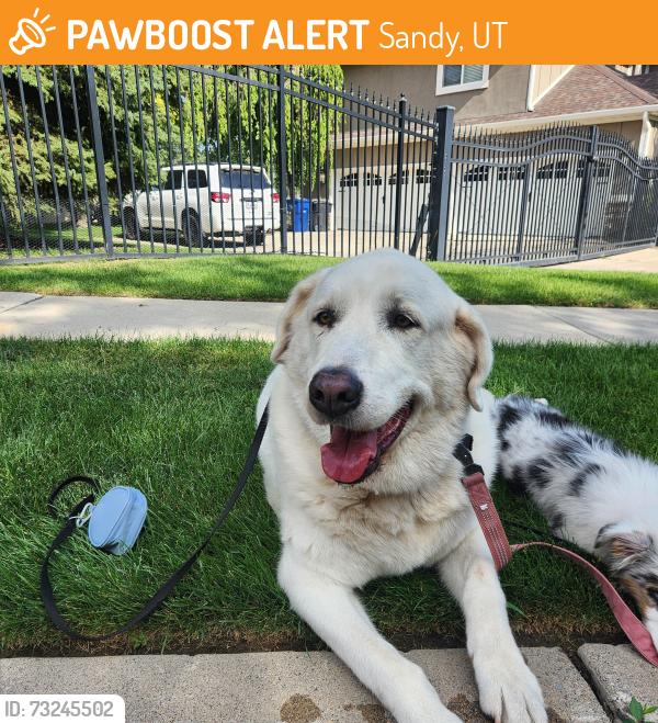 Found/Stray Female Dog last seen Found at the church on 1480 East and Creek Road, Sandy, UT 84093