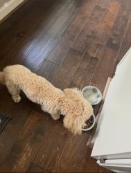 Reunited Male Dog last seen Colonel court dr, Richmond, TX 77406