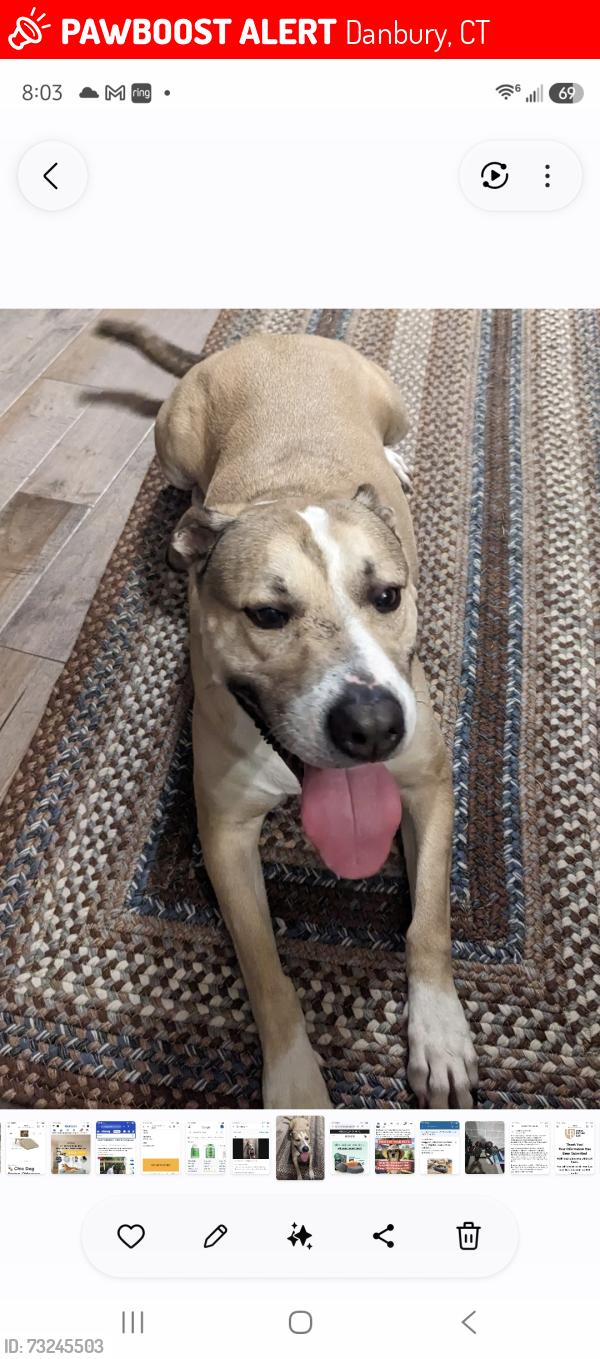 Lost Male Dog last seen Brushy hill and deer hill ave, Danbury, CT 06810