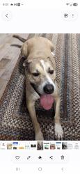 Lost Male Dog last seen Brushy hill and deer hill ave, Danbury, CT 06810