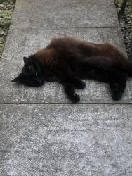 Lost Female Cat last seen Montreal way, Colombia Drive, West Sussex, England 