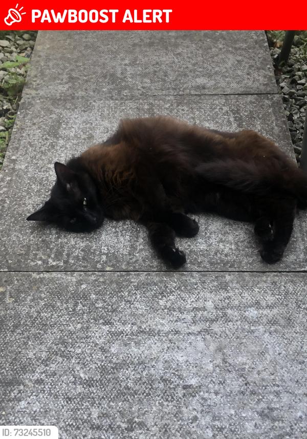 Lost Female Cat last seen Montreal way, Colombia Drive, West Sussex, England 