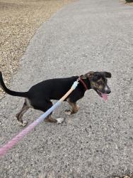 Found/Stray Female Dog last seen Arlington Ranch Neighborhood, Enterprise, NV 89178