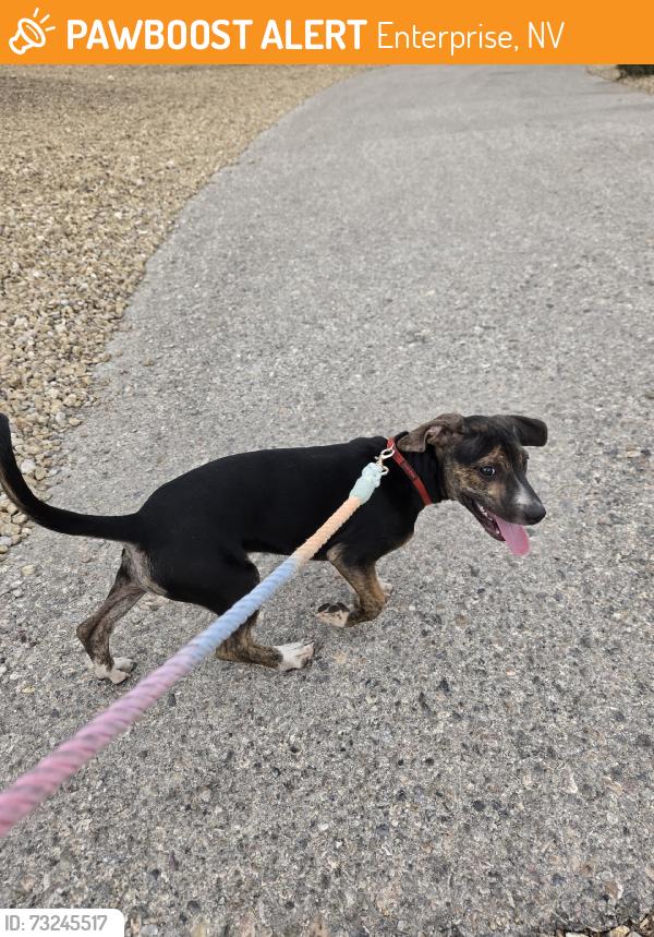 Found/Stray Female Dog last seen Arlington Ranch Neighborhood, Enterprise, NV 89178