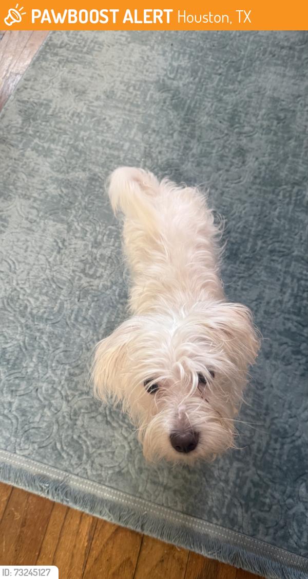Found/Stray Female Dog last seen eastcove circle, dog park, westbridge, Houston, TX 77064