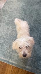 Found/Stray Female Dog last seen eastcove circle, dog park, westbridge, Houston, TX 77064