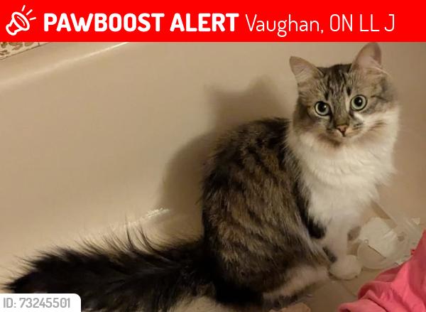Lost Female Cat last seen Hwy 7 and Islington, Vaughan, ON L4L 2J2