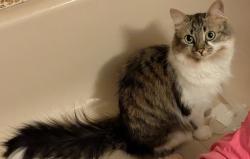 Lost Female Cat last seen Hwy 7 and Islington, Vaughan, ON L4L 2J2