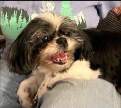 Found/Stray Female Dog last seen Marina Drive, Slidell, Slidell, LA 70458