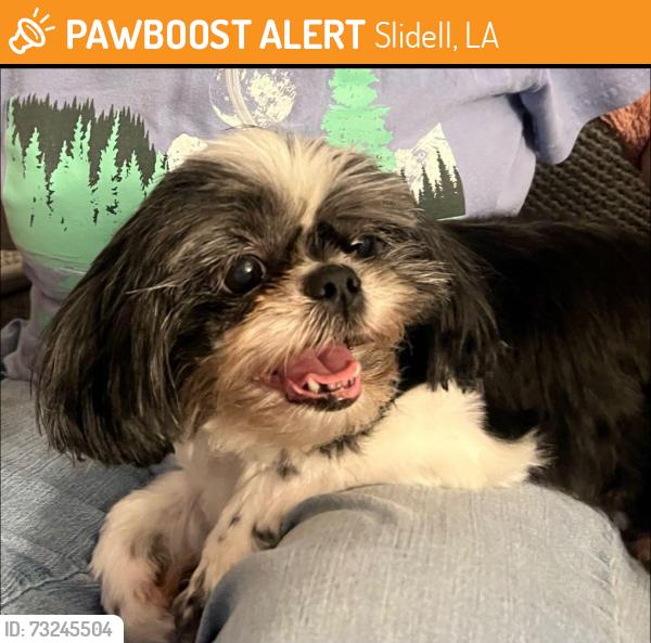 Found/Stray Female Dog last seen Marina Drive, Slidell, Slidell, LA 70458