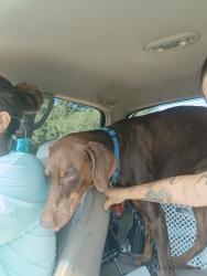Found/Stray Male Dog last seen bee ridge, Lake Sarasota, FL 34241