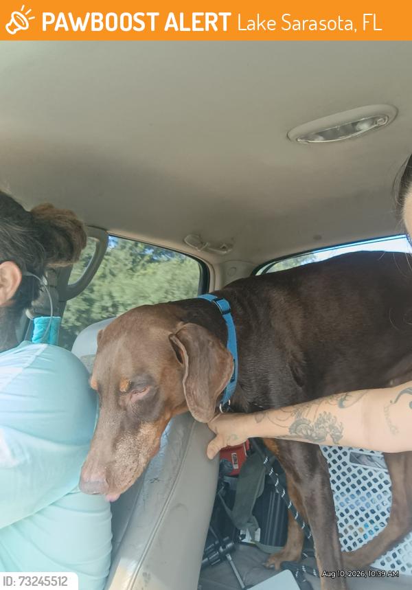 Found/Stray Male Dog last seen bee ridge, Lake Sarasota, FL 34241