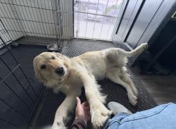 Reunited Female Dog last seen El Nido and Orange, Perris, CA 92571