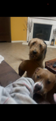 Reunited Male Dog last seen Velero and grand peninsula, Grand Prairie, TX 75054