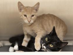 Shelter Stray Female Cat last seen TATUM AND CACTUS, 5501 E Van Buren St, Phoenix, AZ 85008, USA