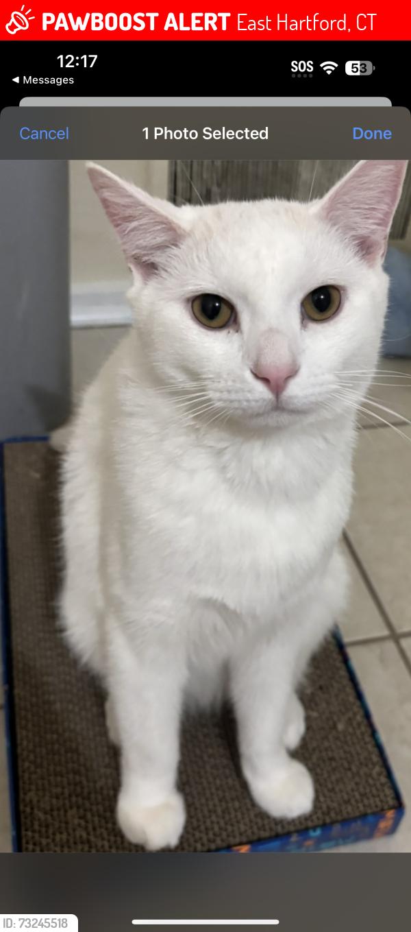 Lost Male Cat last seen Mayberry village, East Hartford, CT 06108