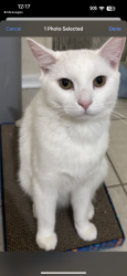 Lost Male Cat last seen Mayberry village, East Hartford, CT 06108