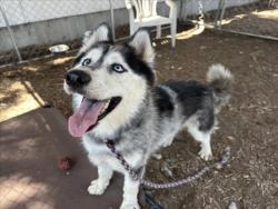 Shelter Stray Male Dog last seen , 14409 Vanowen St, Van Nuys, CA 91405, USA