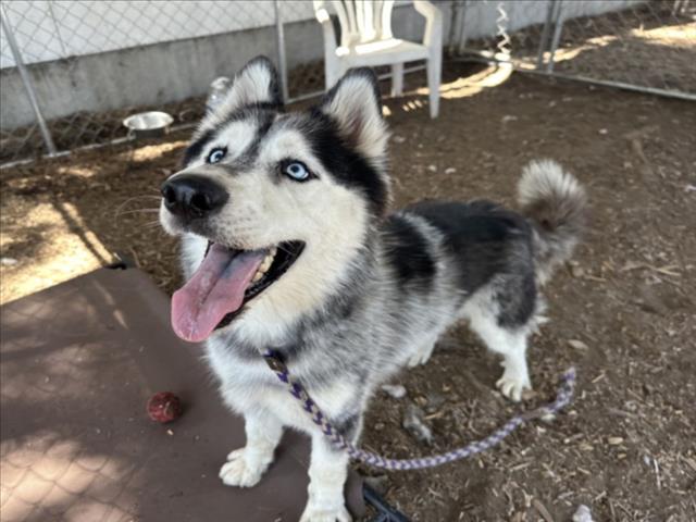 Shelter Stray Male Dog last seen , 14409 Vanowen St, Van Nuys, CA 91405, USA