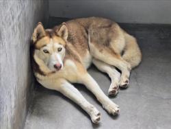 Shelter Stray Female Dog last seen , 14409 Vanowen St, Van Nuys, CA 91405, USA