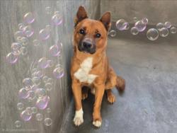 Shelter Stray Male Dog last seen , 14409 Vanowen St, Van Nuys, CA 91405, USA