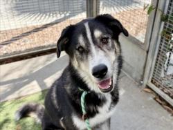 Shelter Stray Male Dog last seen , 957 N Gaffey St, San Pedro, CA 90731, USA