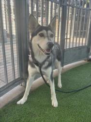 Shelter Stray Female Dog last seen , 14409 Vanowen St, Van Nuys, CA 91405, USA