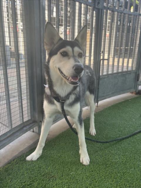 Shelter Stray Female Dog last seen , 14409 Vanowen St, Van Nuys, CA 91405, USA