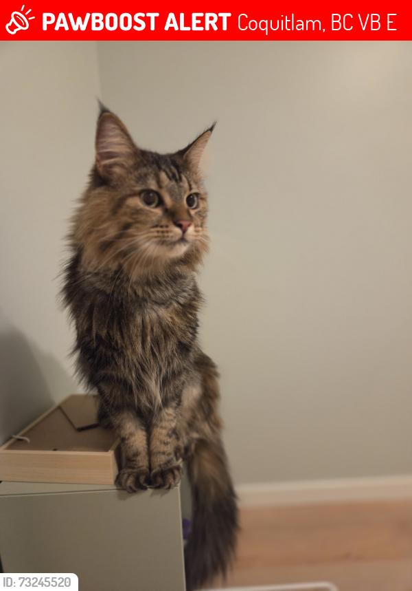 Lost Female Cat last seen Near Lincoln Ave, Coquitlam, Coquitlam, BC V3B 0E3
