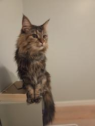 Lost Female Cat last seen Near Lincoln Ave, Coquitlam, Coquitlam, BC V3B 0E3