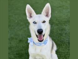 Shelter Stray Male Dog last seen , 957 N Gaffey St, San Pedro, CA 90731, USA