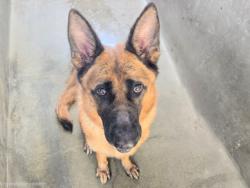 Shelter Stray Male Dog last seen , 14409 Vanowen St, Van Nuys, CA 91405, USA